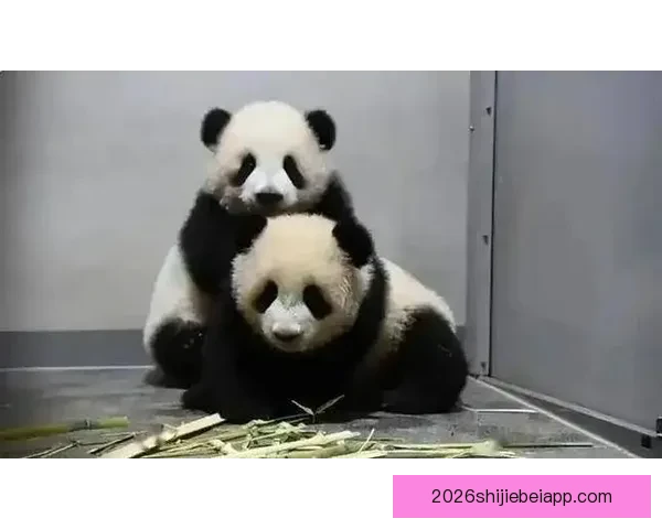 萨尼克2-3奥波莱战役中的关键时刻与背后的战略考量分析